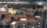 Marruecos le gana a Almería la guerra del tomate y la UE mira para otro lado