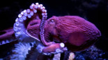 El pulpo, el invertebrado de las mil rarezas que no deja de sorprender a los científicos