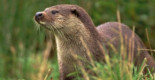 La nutria regresa al bosque de Ríofrío: avistado un ejemplar por primera vez en medio siglo