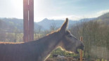 El rebuzno de felicidad del burro Leonardo al ser liberado