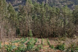 La inminente moratoria del eucalipto desencadena un efecto boomerang de plantaciones