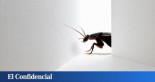 La cucaracha en la pantalla: el fallo garrafal de la banca que le impide innovar