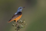 Que este pájaro se vaya a la mierda es muy mala noticia