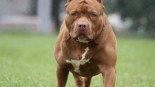 Un pitbull causa severas lesiones en la cara a una nonagenaria en un edificio de Vigo