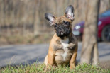 Veterinarios de todo el mundo se unen contra la cría de animales braquiocefálicos