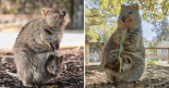 Los quokkas expulsan a sus crías cuando se ven amenazados por depredadores como maniobra de distracción para escapar