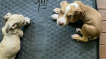 A una pareja vegana se le prohíbe tener mascotas después de alimentar a sus cachorros con una dieta sin carne