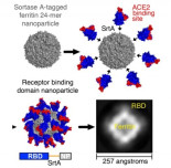 Hacia una vacuna universal contra los sarbecovirus (como SARS-CoV-2)