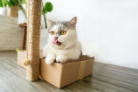 Si quepo, me siento: la obsesión de los gatos por meterse en cuadrados, explicada por la ciencia