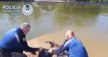 Pillan por la M-30 de Madrid a un ciclista con 9 patos 'secuestrados' en la Casa de Campo