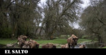 El bisonte ha vuelto