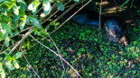 Encuentran en Argentina una nutria de río gigante que se creía extinta