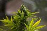 La cámara baja del Parlamento de Marruecos aprueba legalizar el cultivo y comercialización del cannabis
