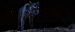 La rara pantera negra que no se había visto en África desde hace 100 años: Sony World Photography Awards 2021