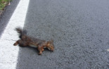 Una ley tratará de reducir el atropello de animales en carretera