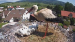 Un pueblo checo adopta a una familia de cigüeñas tras la muerte de la madre electrocutada