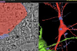 Las profundidades del cerebro como nunca se había visto: así es el nuevo mapa de Google, el más preciso jamás creado