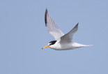 Miles de huevos abandonados después de que un dron espantara una colonia charranes en el sur de California (Eng)