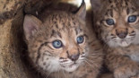 La población del lince ibérico se multiplica por 12 desde 2002