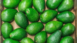 Alerta por una sustancia ilegal en aguacates de Marruecos