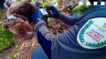 Dos funcionarios del Aran se conchabaron para borrar el rastro de su relación con la muerte del oso Cachou