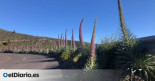 Sorprendente ‘procesión’ de tajinastes rosados en la carretera al Roque de Los Muchachos en La Palma