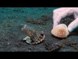 Pulpo y un vaso de plástico