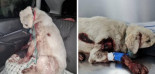 Arrastran por la carretera a una perra atada a un vehículo en Granada