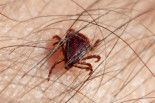 La proliferación de garrapatas dispara las alarmas en España
