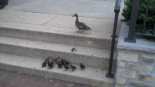 Patitos vs escaleras