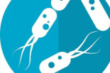 Los edulcorantes artificiales pueden hacer que las bacterias intestinales se enfermen e invadan la pared intestinal