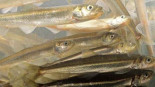 Dos peces árticos están rompiendo las reglas de la genética