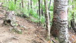El increíble resto de árbol moribundo que se mantiene vivo gracias a sus vecinos en el bosque