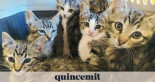 El Refuxio de Bando cerca de Santiago recibe decenas de gatos y pide ayuda a la ciudadanía