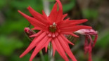 Identifica flores y árboles con esta aplicación móvil de código abierto [ENG]