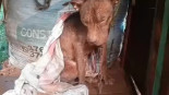 Roba el perro de su vecino para que dejara de vivir maltratado: "Prefiero ir preso antes de que muera"