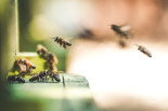 La fascinante historia sobre cómo descubrimos que las abejas perciben el tiempo