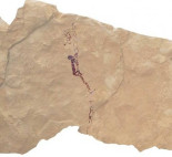 Recolección de miel hace 7.500 años.  Arte levantino. Teruel