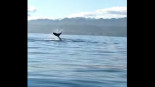 Las extraordinarias imágenes de una ballena jorobada en la costa de Llanes