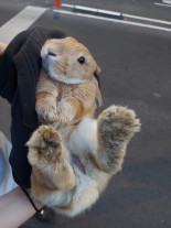 Encuentran un conejo y cuatro patitos en las calles de Pamplona