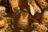 Insólita forma de comunicación compleja descubierta en abejas