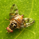 Los Ángeles va a soltar dos millones de moscas de la fruta. Su plan: un Los Ángeles sin moscas de la fruta