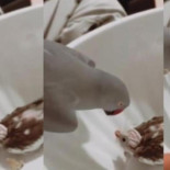 El tierno momento en el que un loro comienza a hablarle a su cría: ''Entiende el concepto del amor''