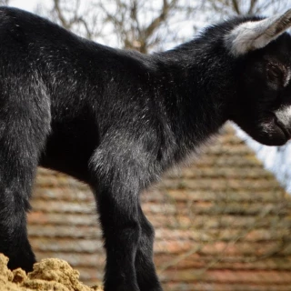 ¿Puedo tener en casa una cabra como animal de compañía?