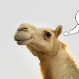 El camello, la soga, y el ojo de la aguja [ENG]