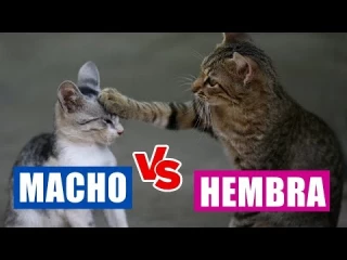 Las diferencias entre gatas y gatos que no sabes