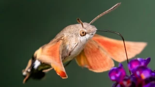 Polilla halcón colibrí: el insecto parecido a un pájaro con un aparato bucal chupador gigante