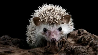 Confunde el pompón de un gorro con un erizo, lo cuida una noche y lo lleva al veterinario