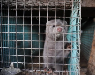 La mitad de las especies invasoras dañinas en Europa están presentes en España