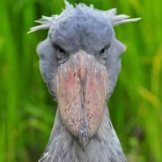 Conoce el pájaro africano que come cocodrilos y mata a sus hermanos